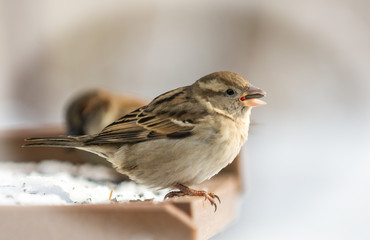 Chipping Sparrow
