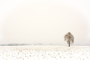 Winter Tree