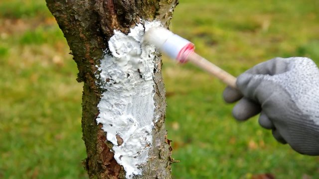 Baum weissen vid 03