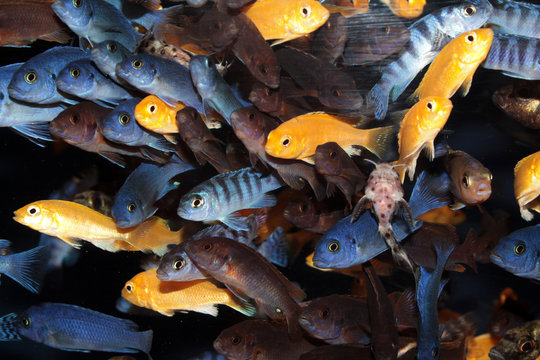 African Cichlids (Blue and yellow mbuna) aquarium fishes