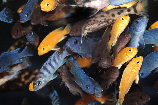 African Cichlids (Blue and lavender mbuna) aquarium fishes