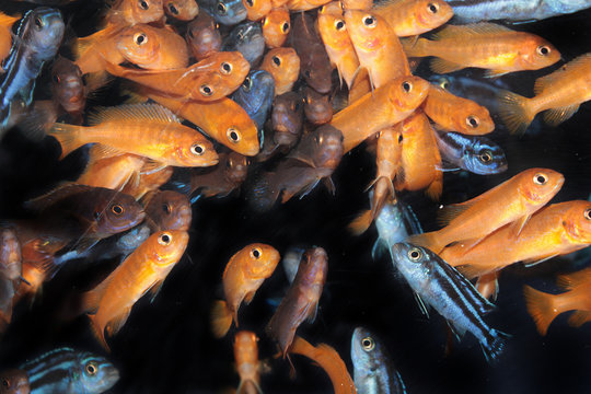 African Cichlids (Yellow mbuna) aquarium fishes