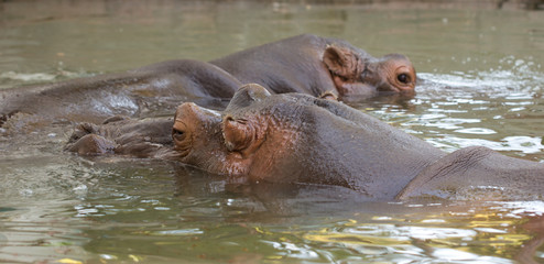hippo in the water