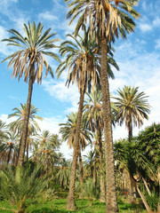 Fototapeta na wymiar palm trees forest