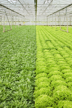 Growing endive and salad plants in glasshouse