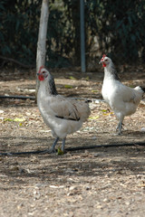 Pareja de gallinas raza sussex