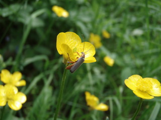 Yellow flowers
