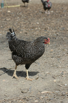 Gallina de raza Pedresa