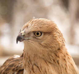 portrait of a hawk
