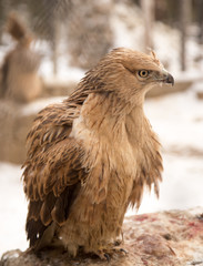 hawk in the park outdoors