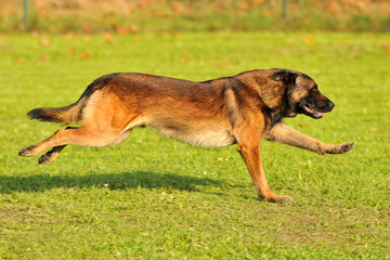berger belge malinois en ring