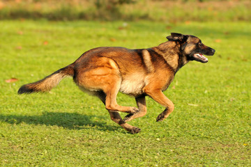 berger belge malinois en ring