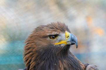 Obraz premium Golden Eagle