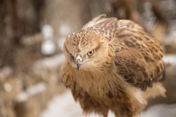 eagle in the park outdoors