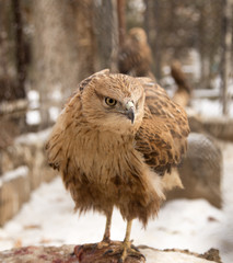 eagle in the park outdoors