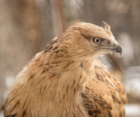 eagle in the park outdoors