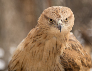 eagle in the park outdoors