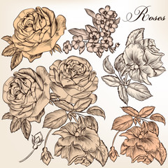 Collection of vector hand drawn detailed roses for design