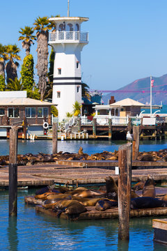 San Francisco Pier 39 lighthouse and seals California