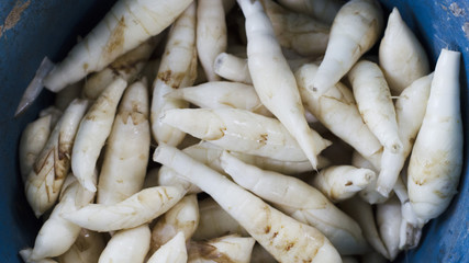 west indian Arrow root raw foods stock photo