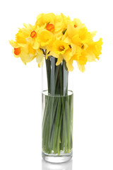 beautiful yellow daffodils in transparent vase isolated on