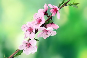 beautiful pink peach blossom on green background