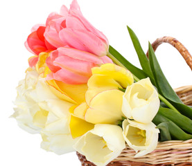 beautiful tulips in basket isolated on white.