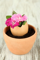 Flowers growing from egg shell, on wooden background
