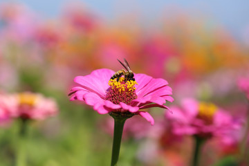 pink zinnia flowers and bee