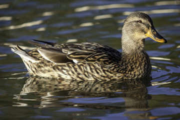 Female Mallard