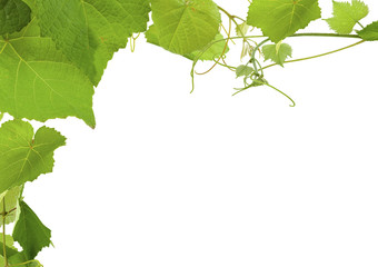 feuilles de vigne