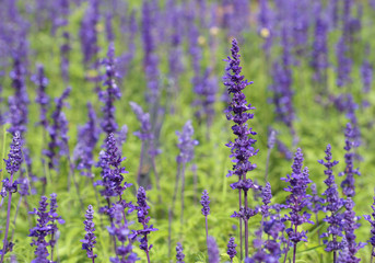 Obraz premium Lavender growing in garden