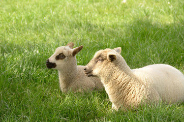 Fototapeta premium Spring Lamb