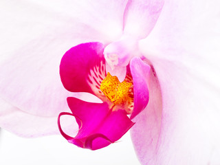 Purple orchid close up