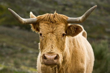 Orange cow