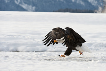 BALD EAGLE ( Haliaeetus leucocephalus ) walk on the snow
