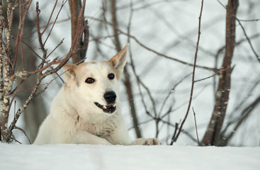 Winter portrait of a dog.