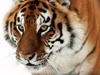 The Siberian tiger