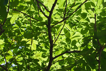 Leaves background