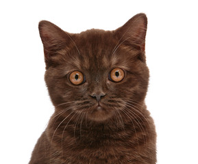 brown british short hair kitten