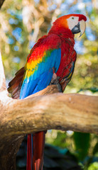 Tropical bird in Iguacu, Brazil