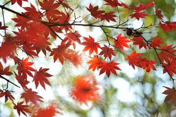 紅葉