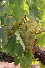 Wei&szlig;weintrauben