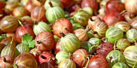 Gooseberries