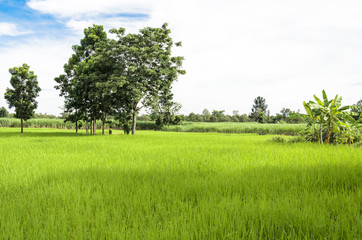 rice field