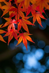紅葉