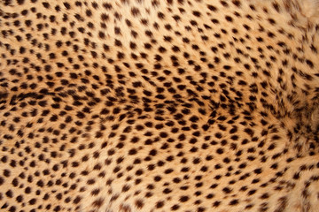 Cheetah skin background