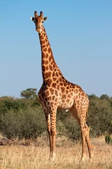 Gordijnen Giraffe bull © EcoView