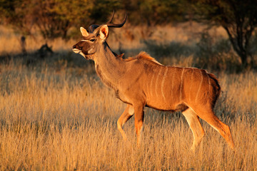 Kudu antelope