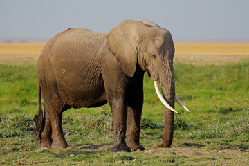 Fototapeta na wymiar African elephant, Amboseli National Park